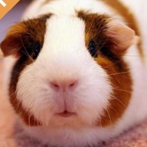 Meet your Posher, Nelly